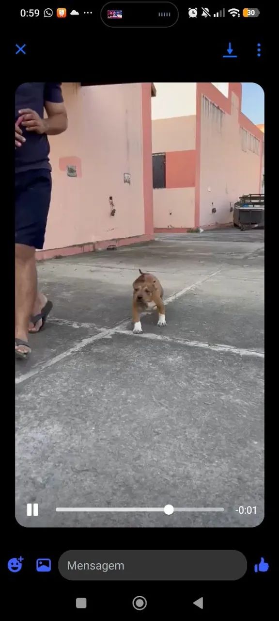 Pit Bull monster 