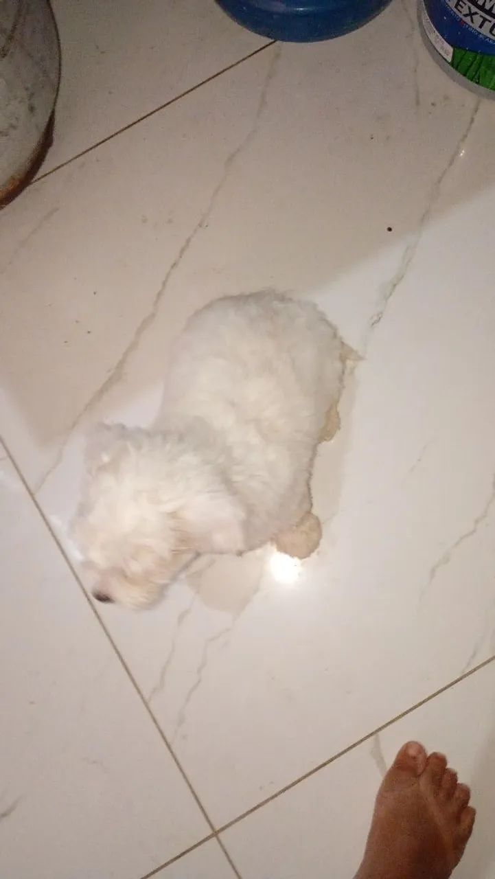 Poodle toy com maltês 3 meses