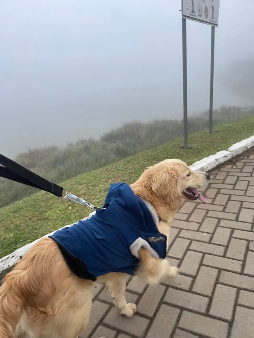 Cachorro - Foto 2