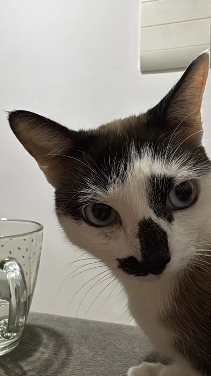 Gatinha 