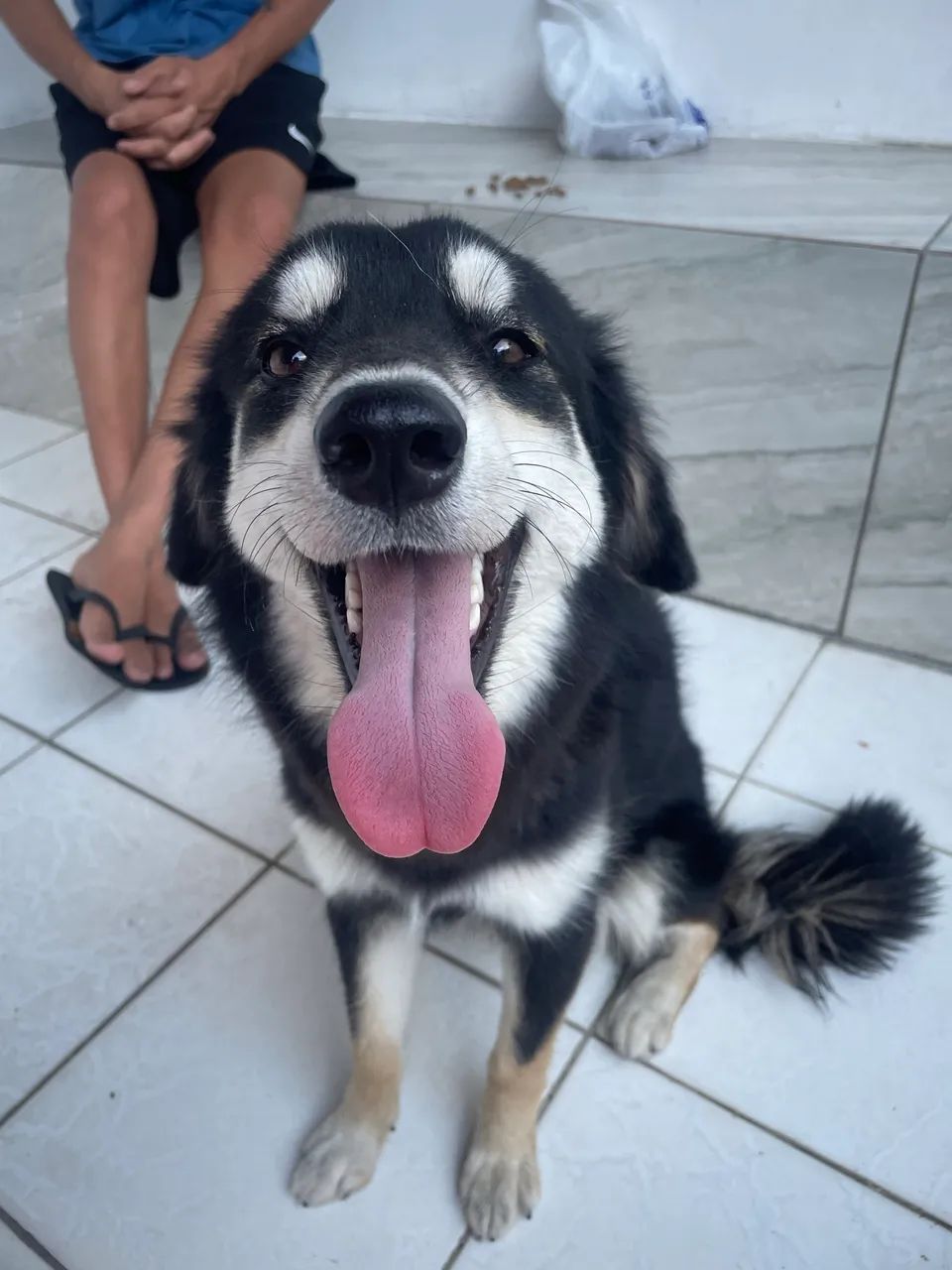 Adoção pet 