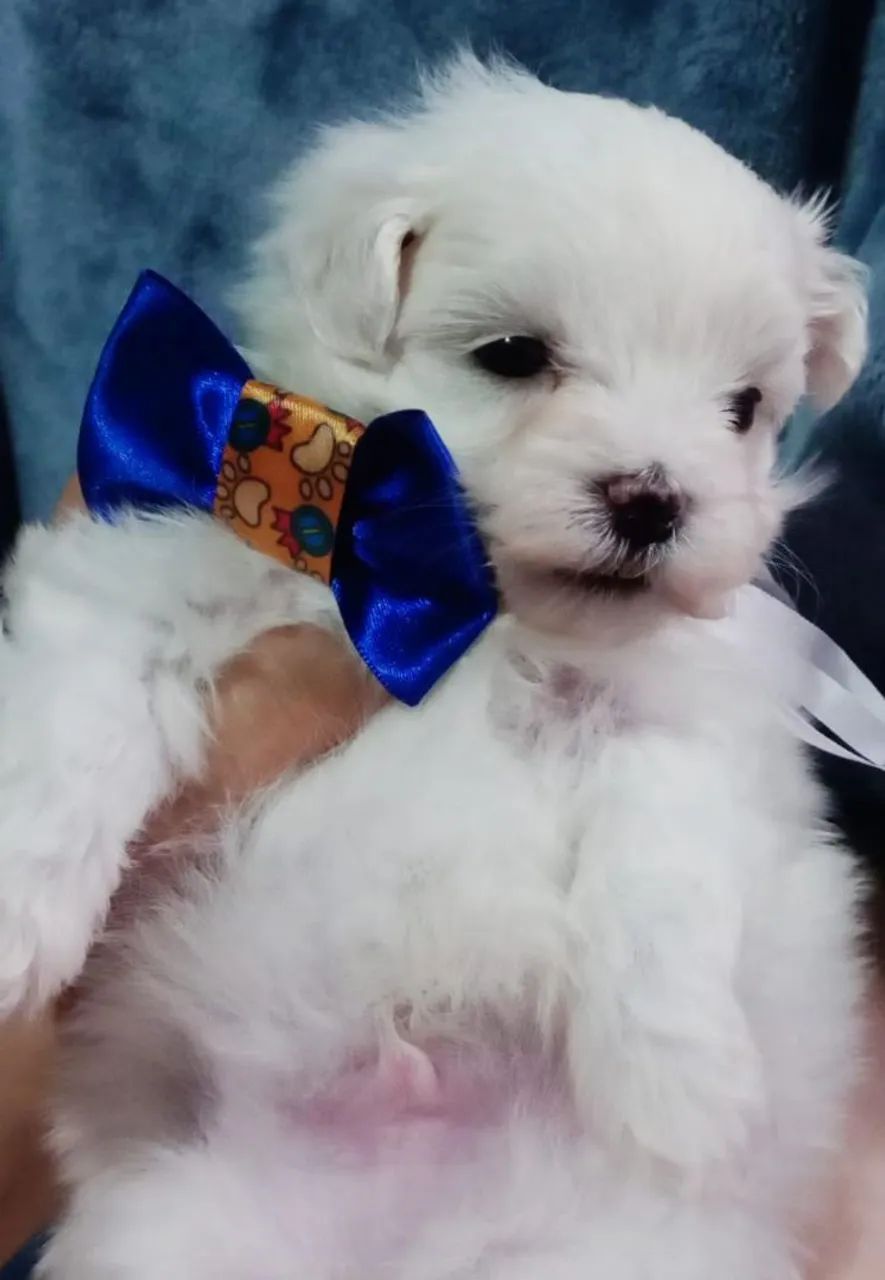 Maltês macho mini  - Foto 3