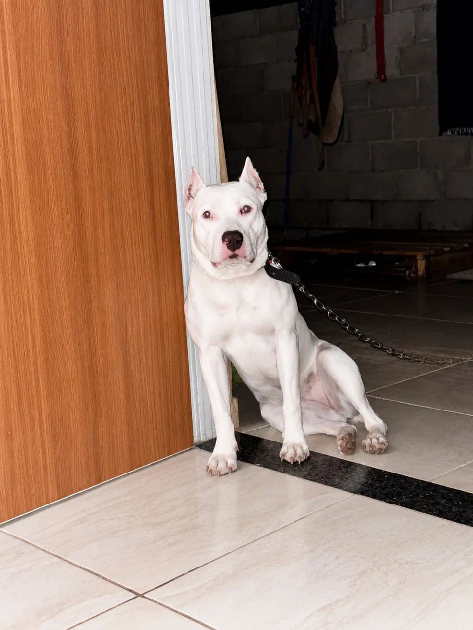 Filhote de pitbull  - Foto 2