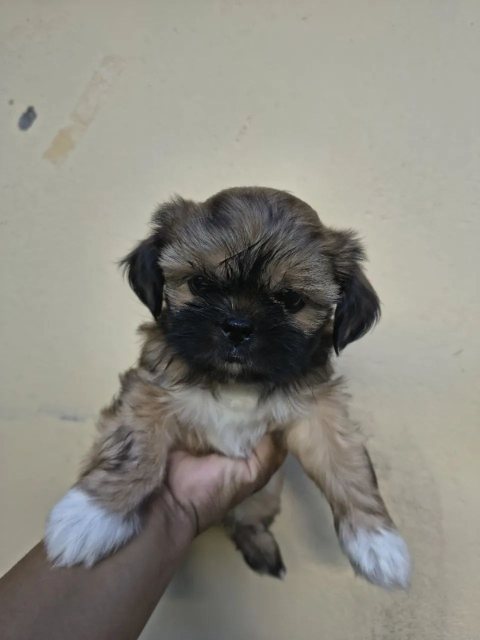Shitzu
