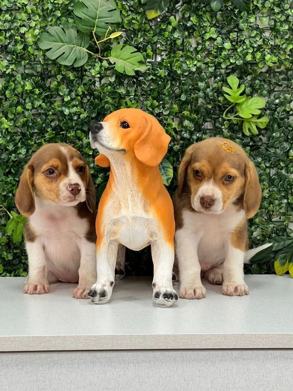 beagles
