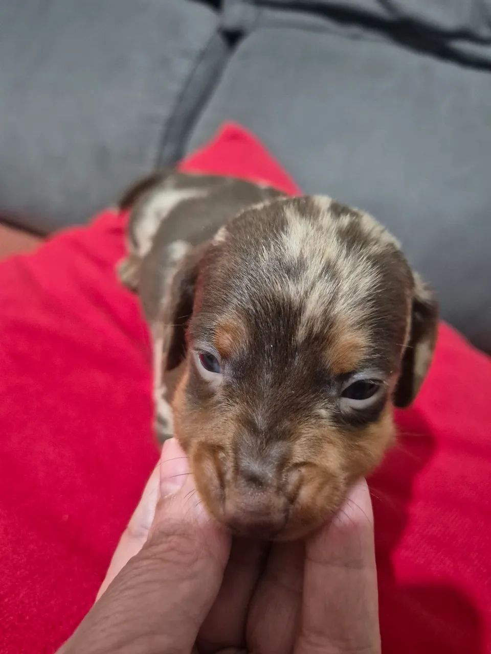 Dachshund pra reserva. - Foto 2