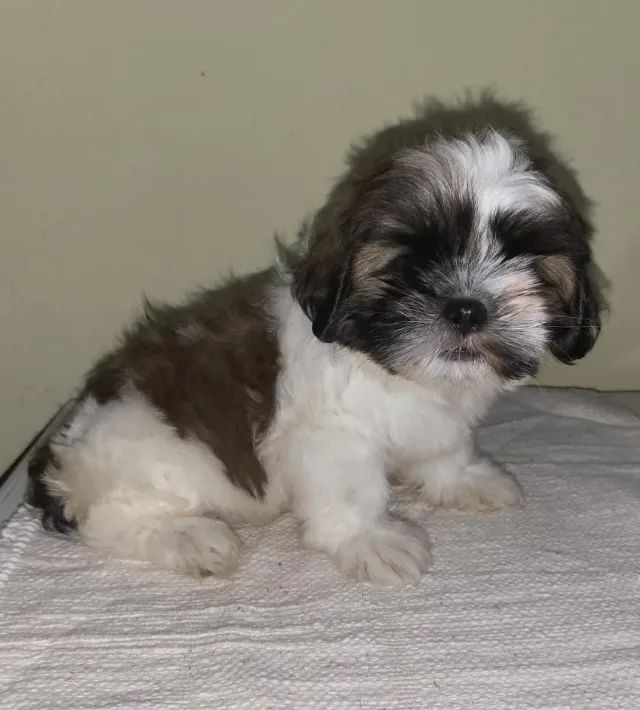 Lhasa Apso,Lhasa Apso Filhote de Alta Qualidade com Pelagem Encantadora