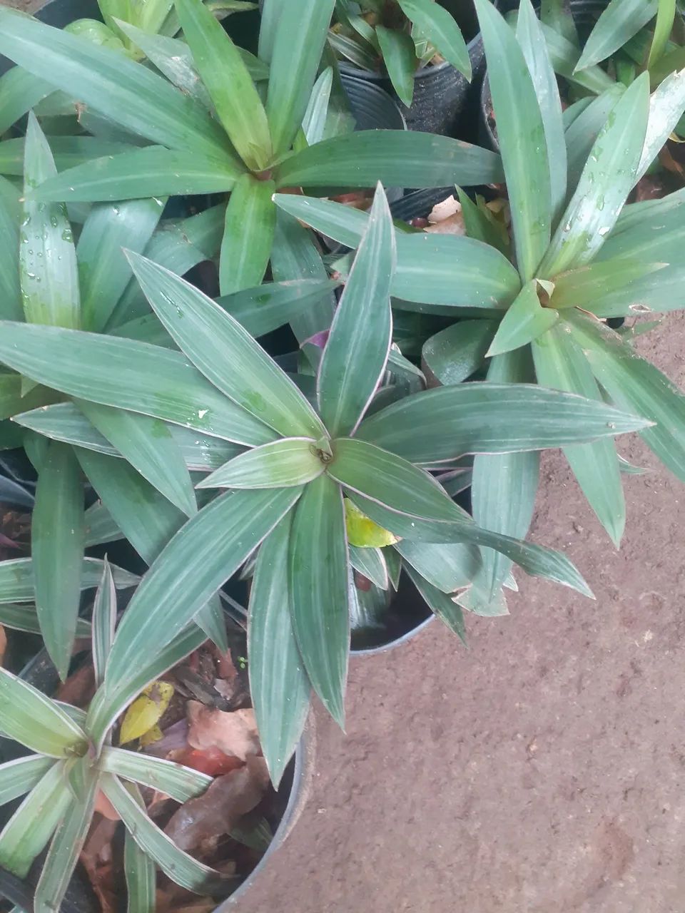 Planta e jardim  - Foto 4