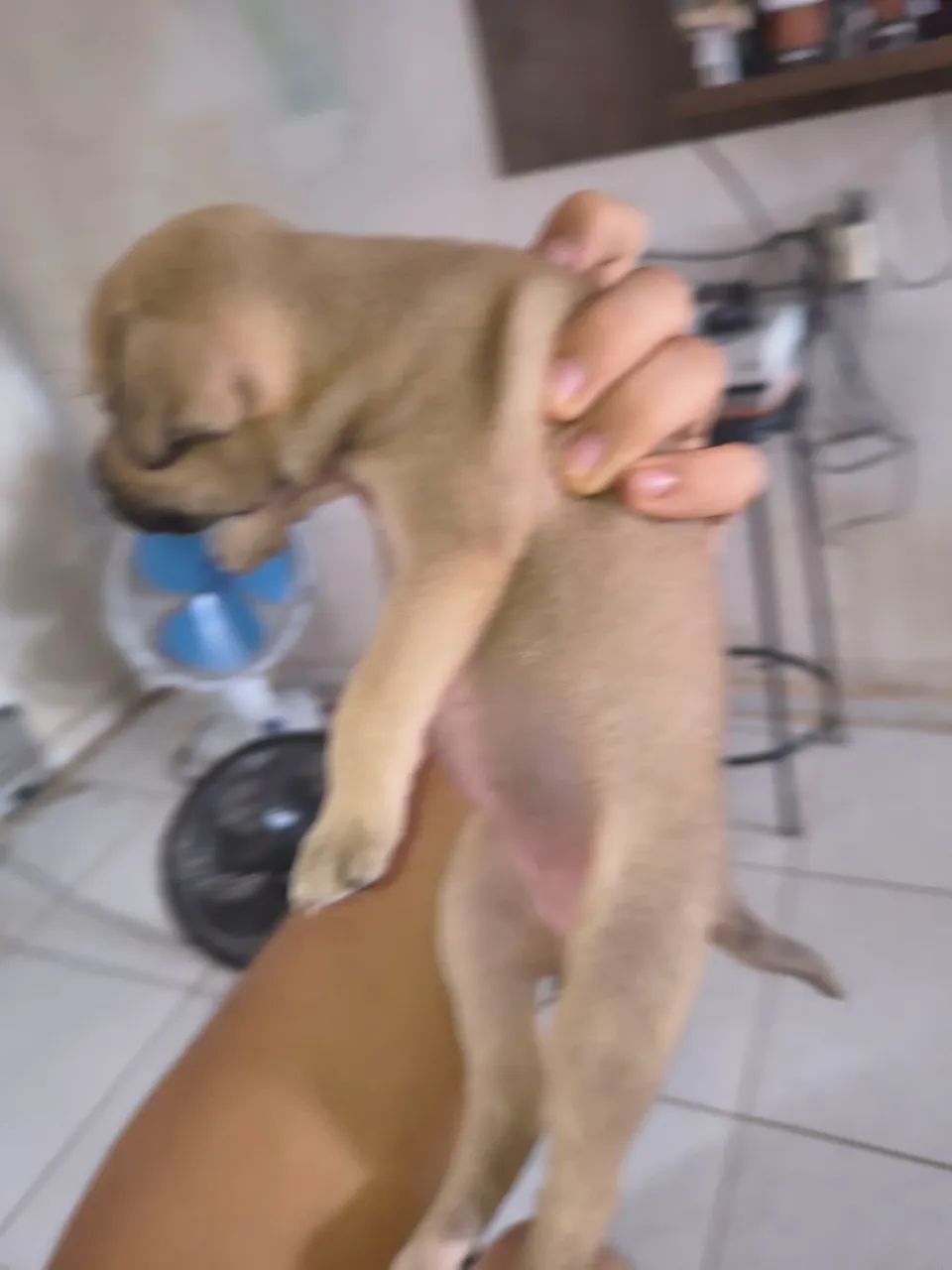 Cachorrinho  - Foto 3