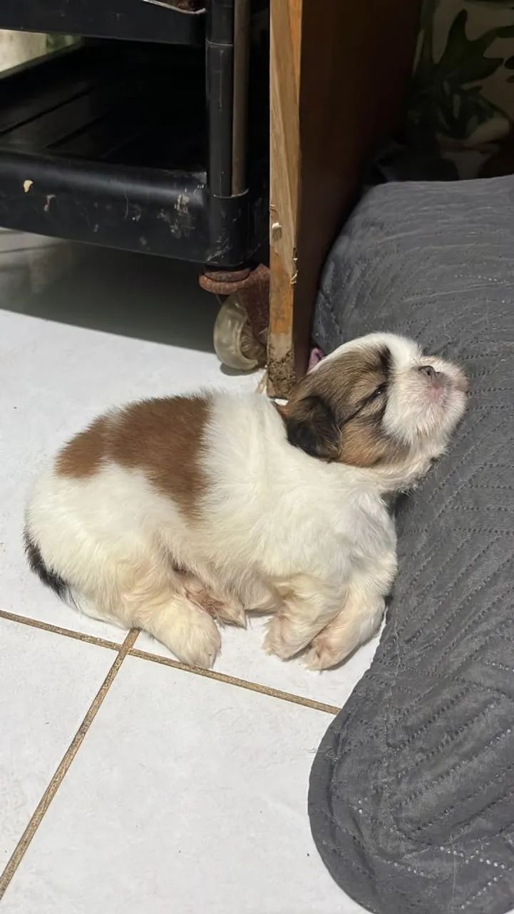 Shih Tzu - Foto 2