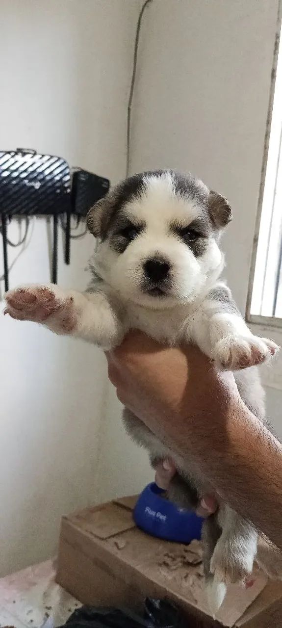 Filhotes de husky  - Foto 2