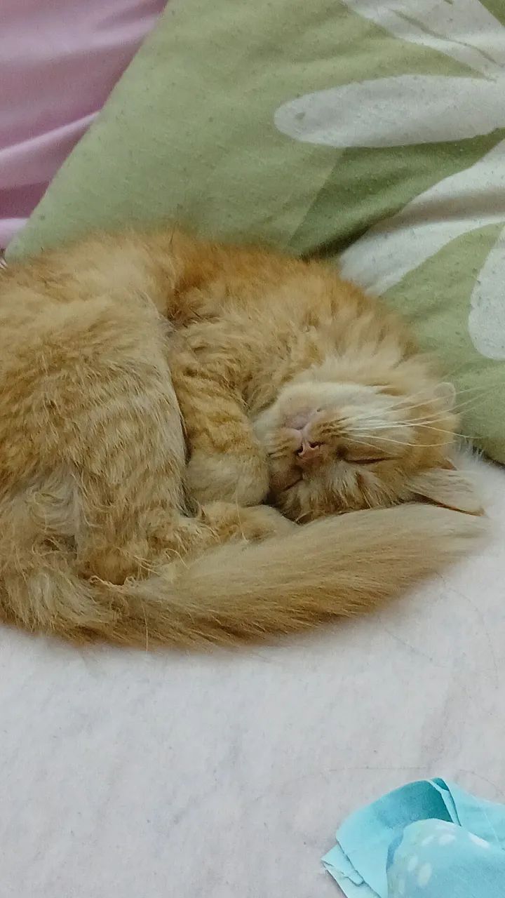 Gata para adoção responsável 
