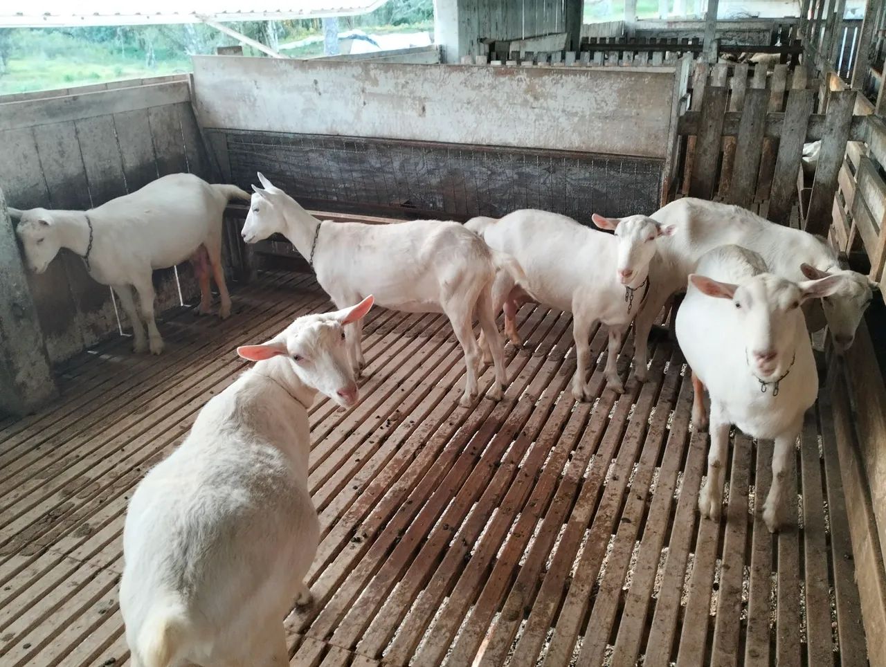 Ovelhas e  Reprodutores e Cabras  - Foto 3