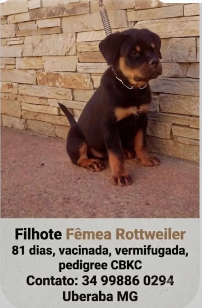 Rottweiler  - Foto 5