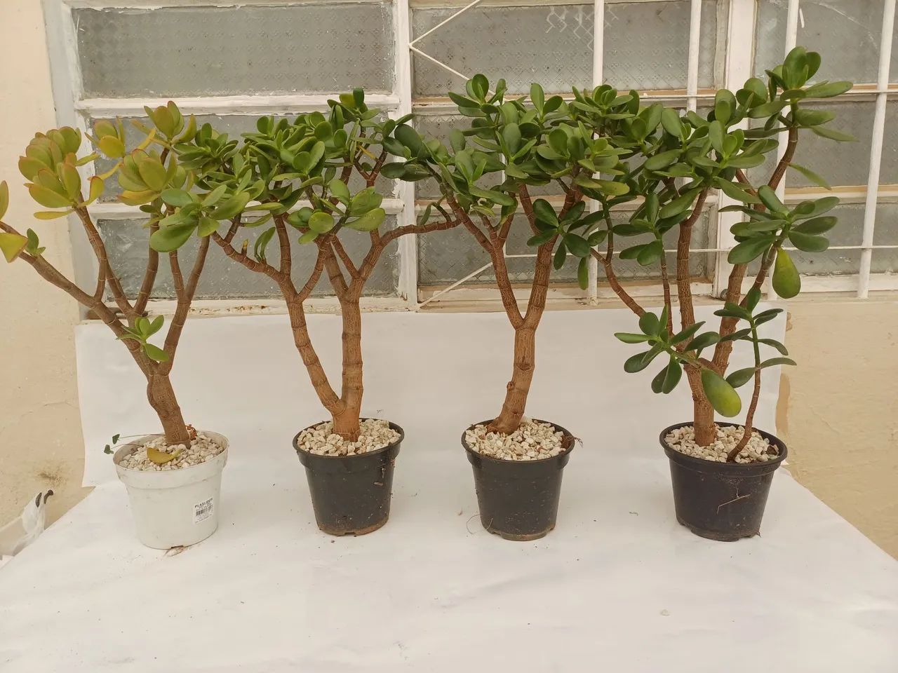 Planta Jade - Foto 5