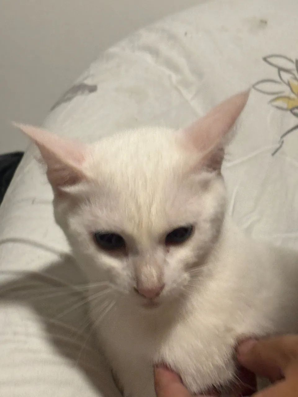 Gata fofa