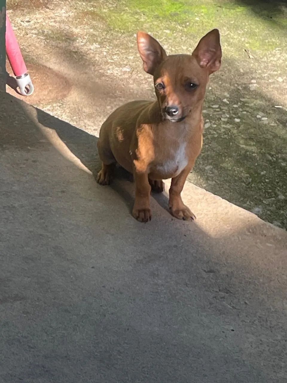 Pinscher Macho 