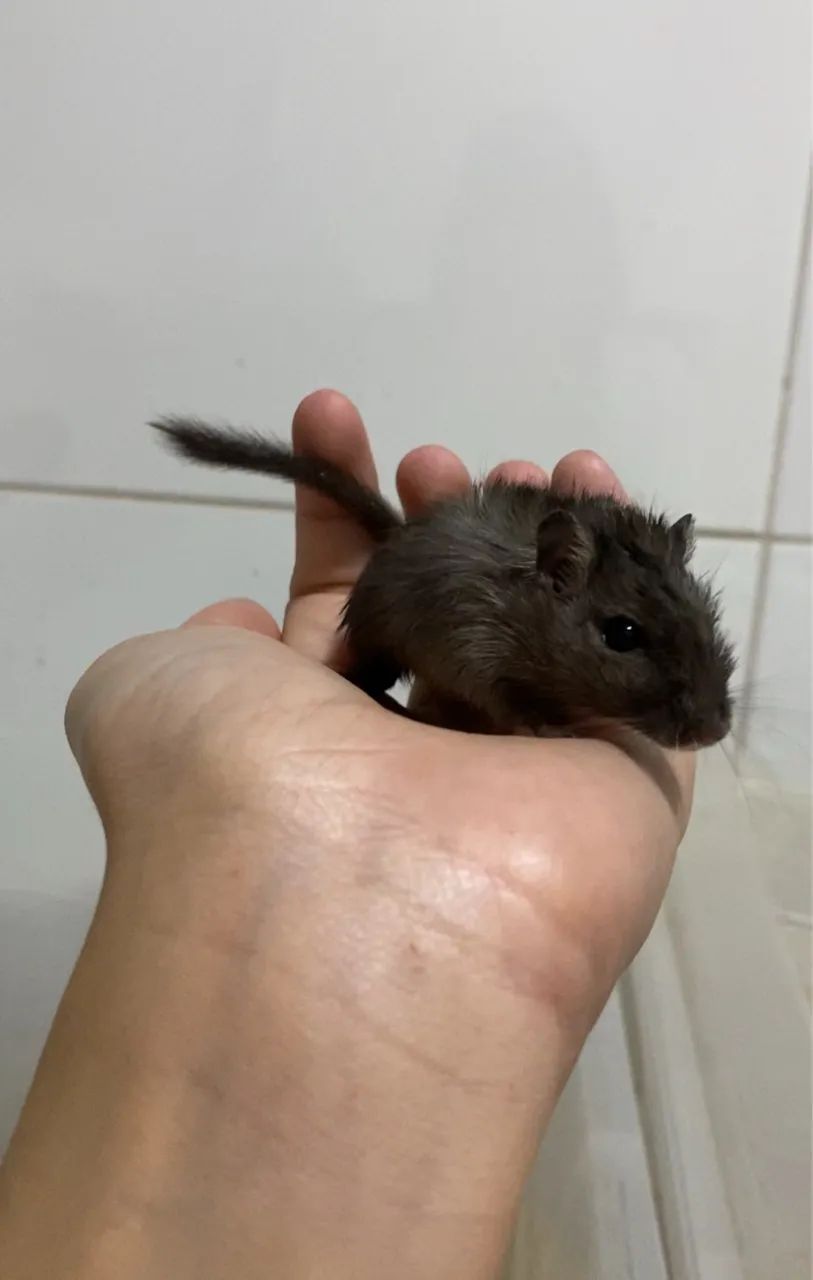 Esquilo Mongólia/gerbil - macho filhote  - Foto 2