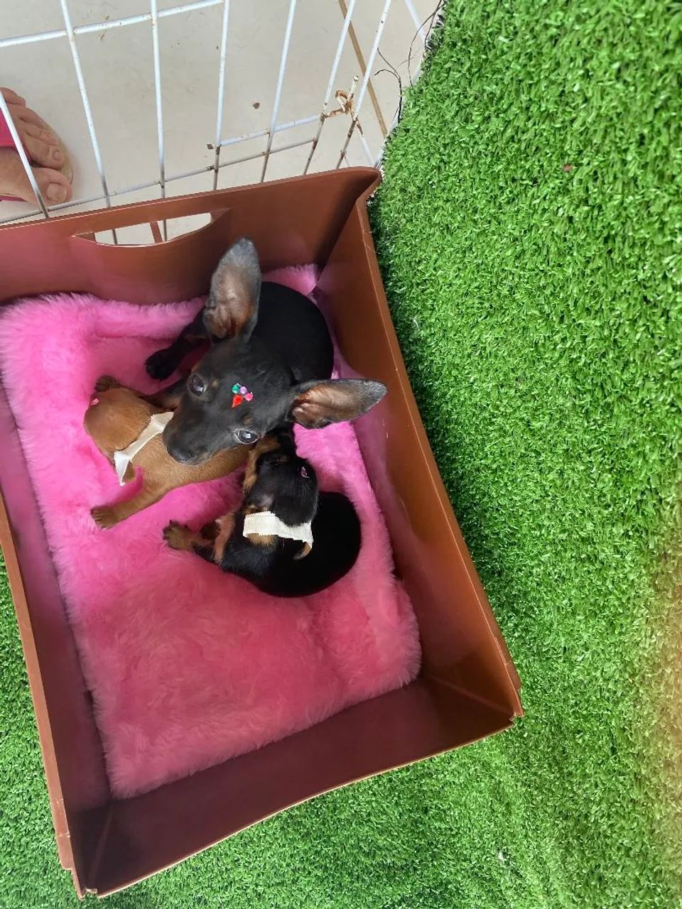 Pinscher miniatura 00 original  - Foto 3
