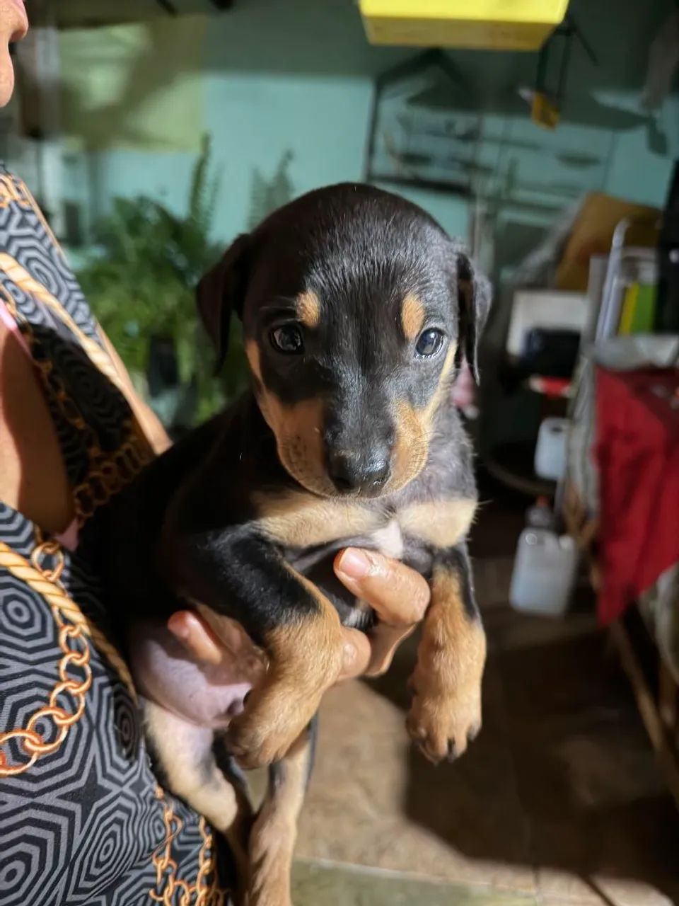 Filhote p doação 