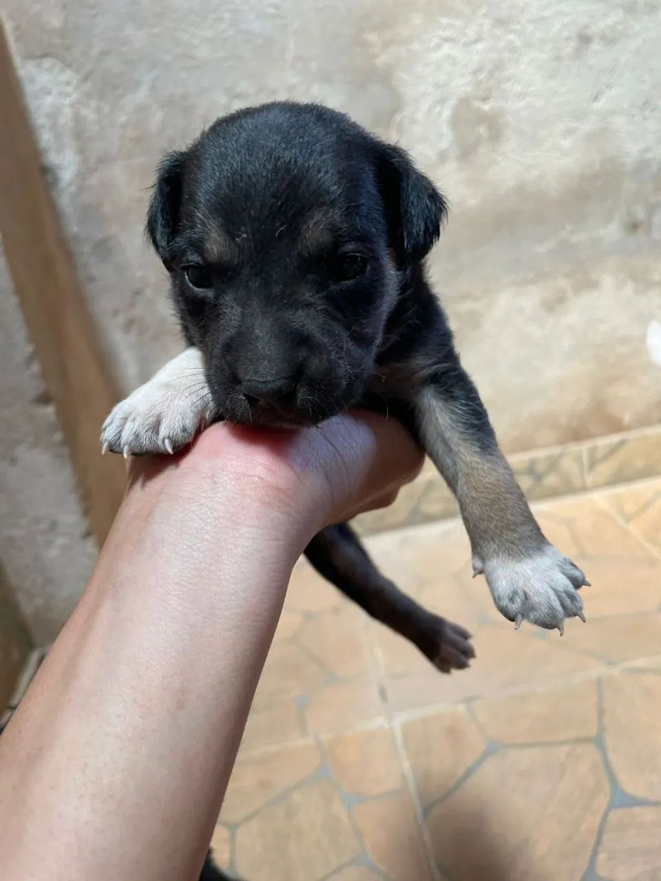 Adoção responsável caes - Foto 6