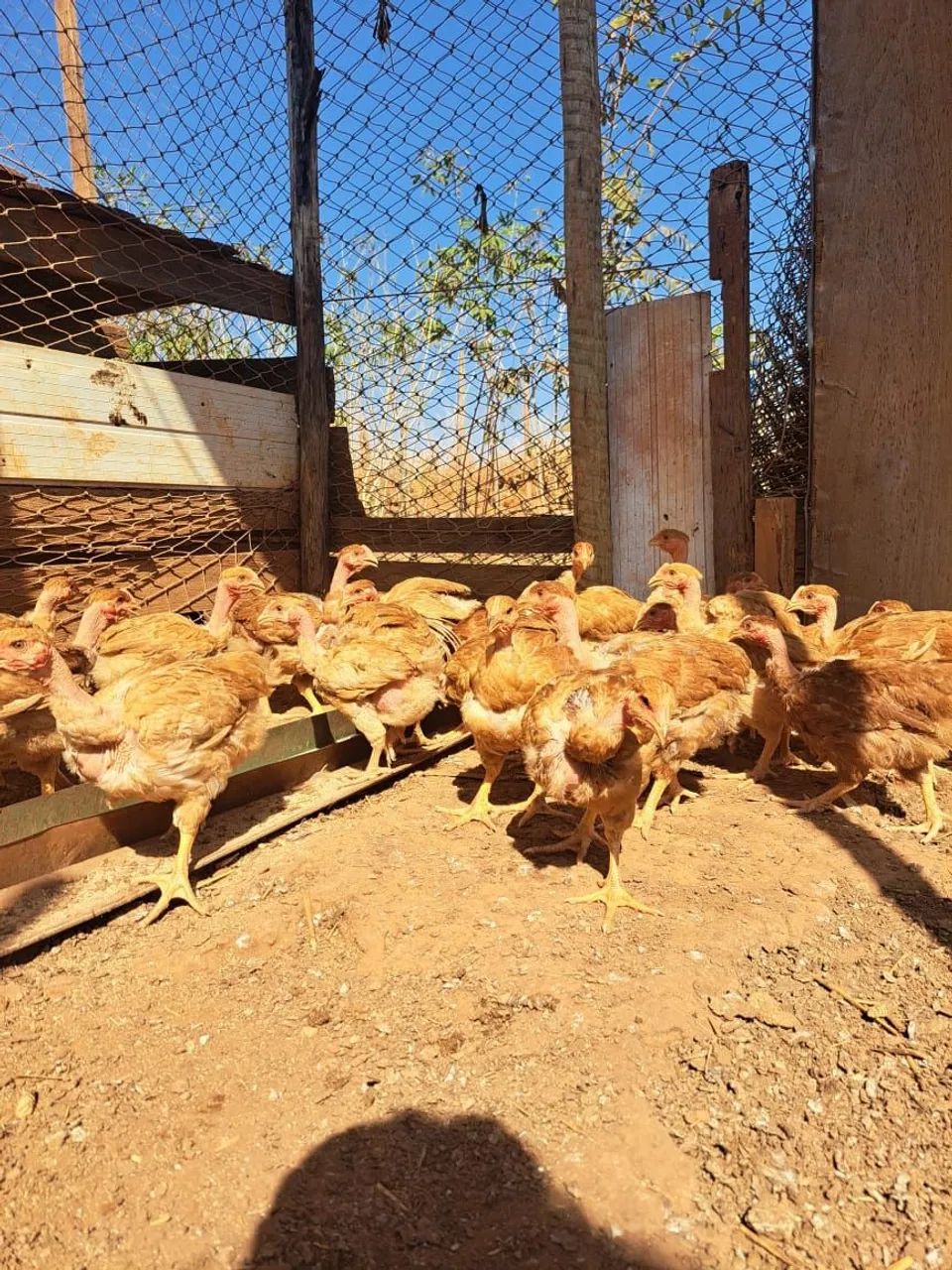 Frangos melhorado e caipira  - Foto 3