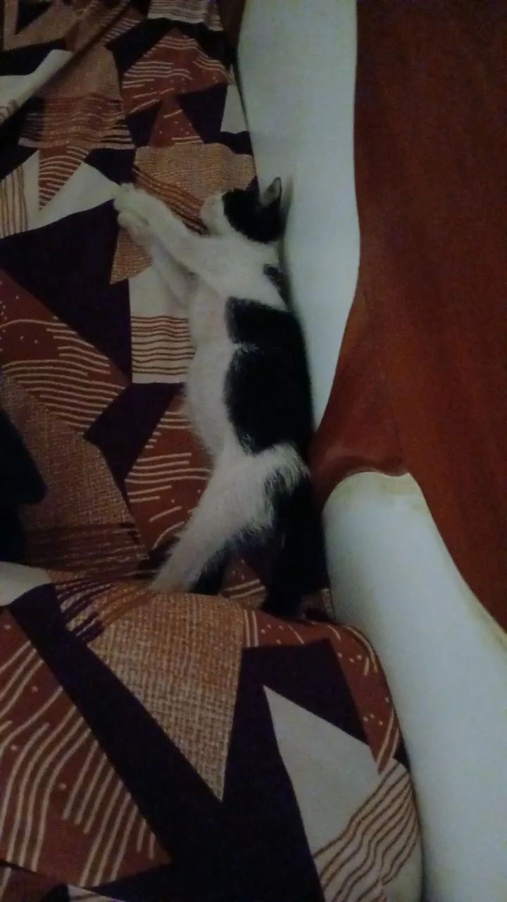 Filhote de gato para adoção  - Foto 5