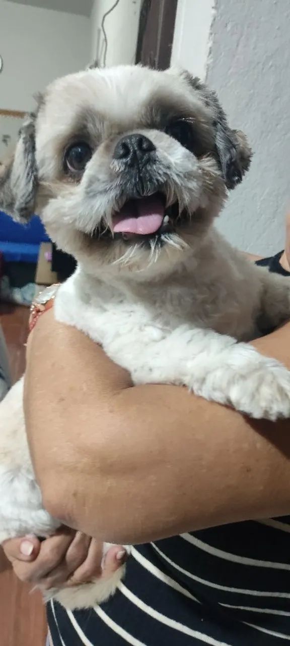 Shitzu disponível 
