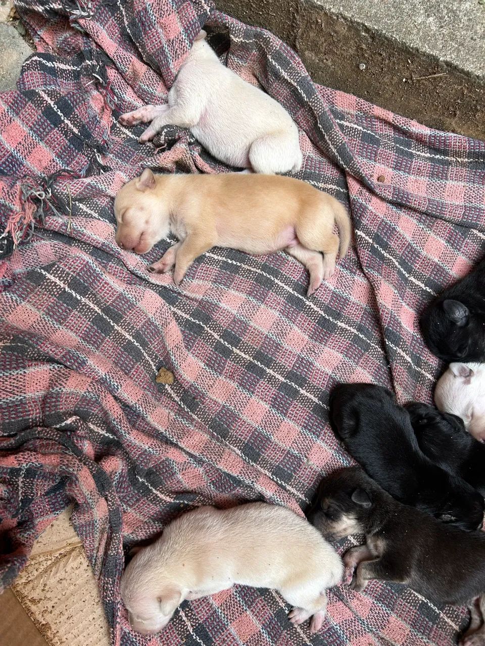 Doação de cachorrinhos  - Foto 3