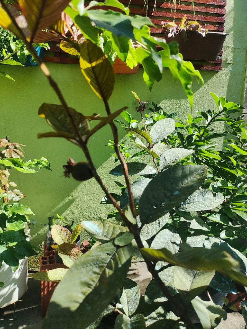 Muda frutífera goiaba roxa