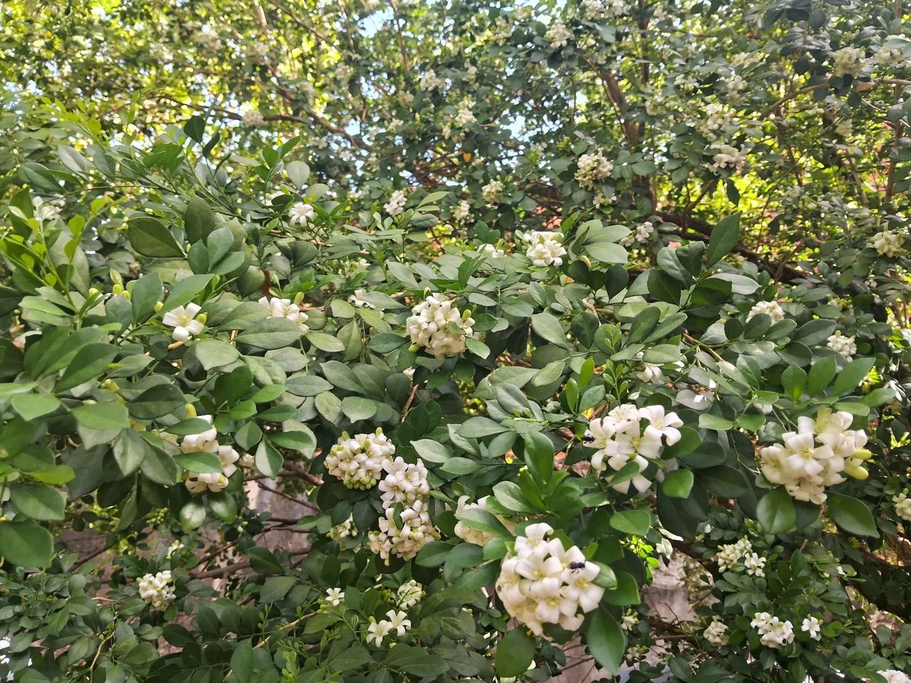 Mudas de jasmin