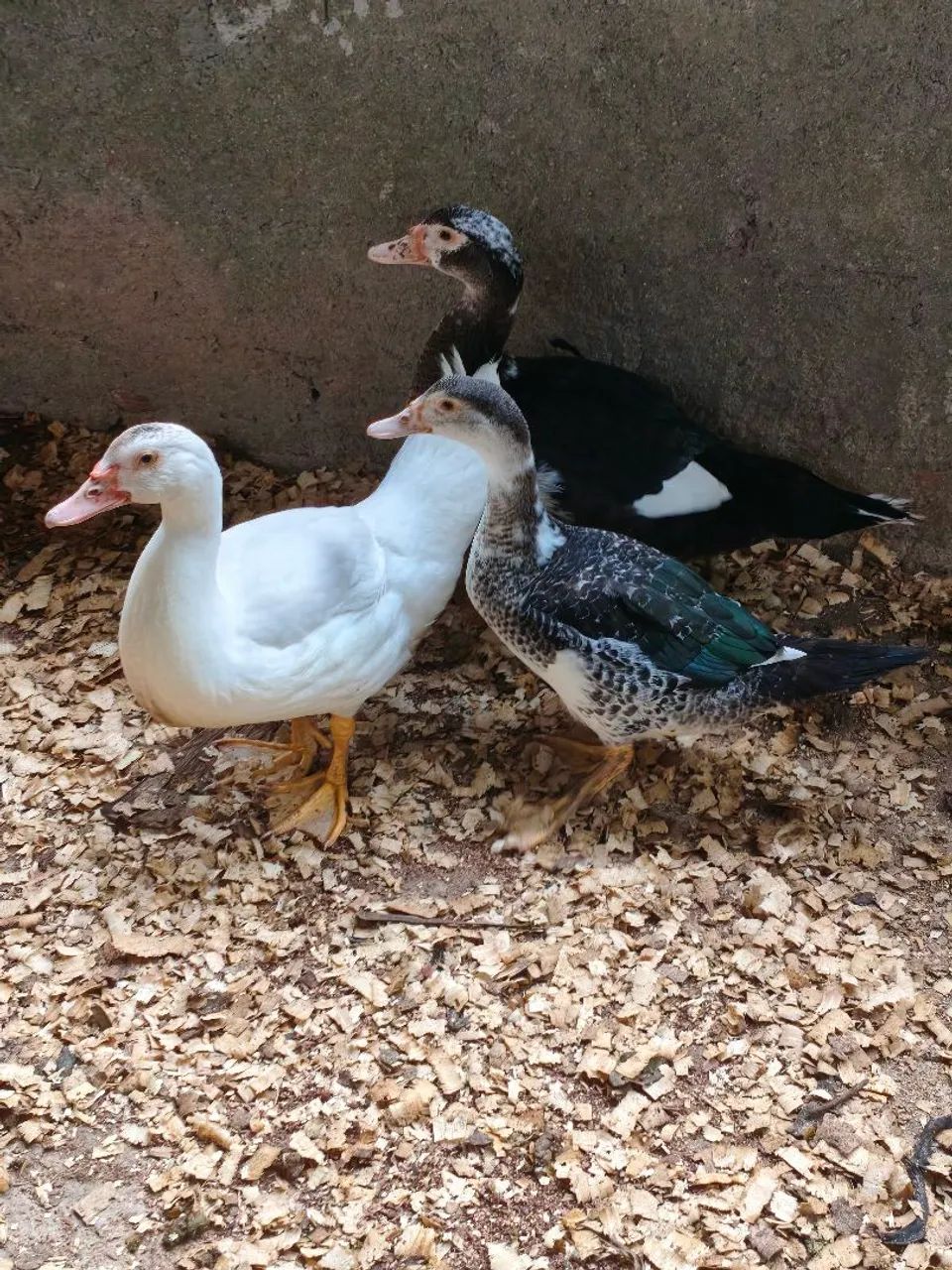 Patos - Foto 2