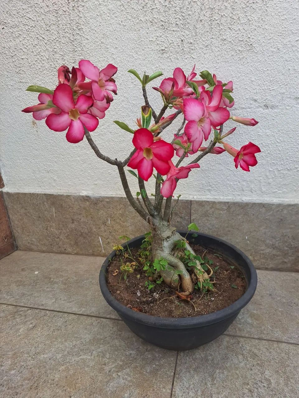 Rosa do deserto  - Foto 4