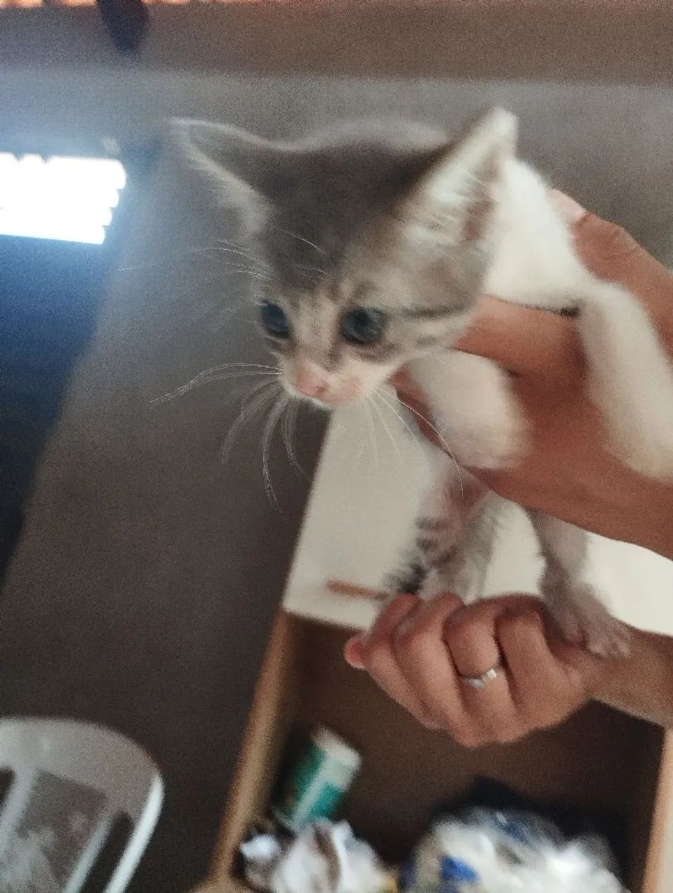 Doação de gatos  - Foto 3