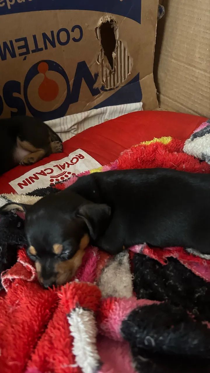 Filhotes de Pinscher 1  - Foto 3