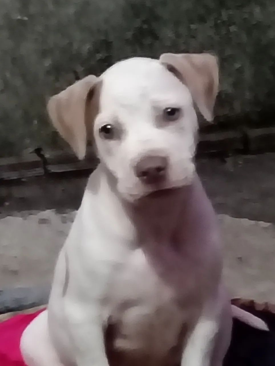 Duas filhotes de pitbull