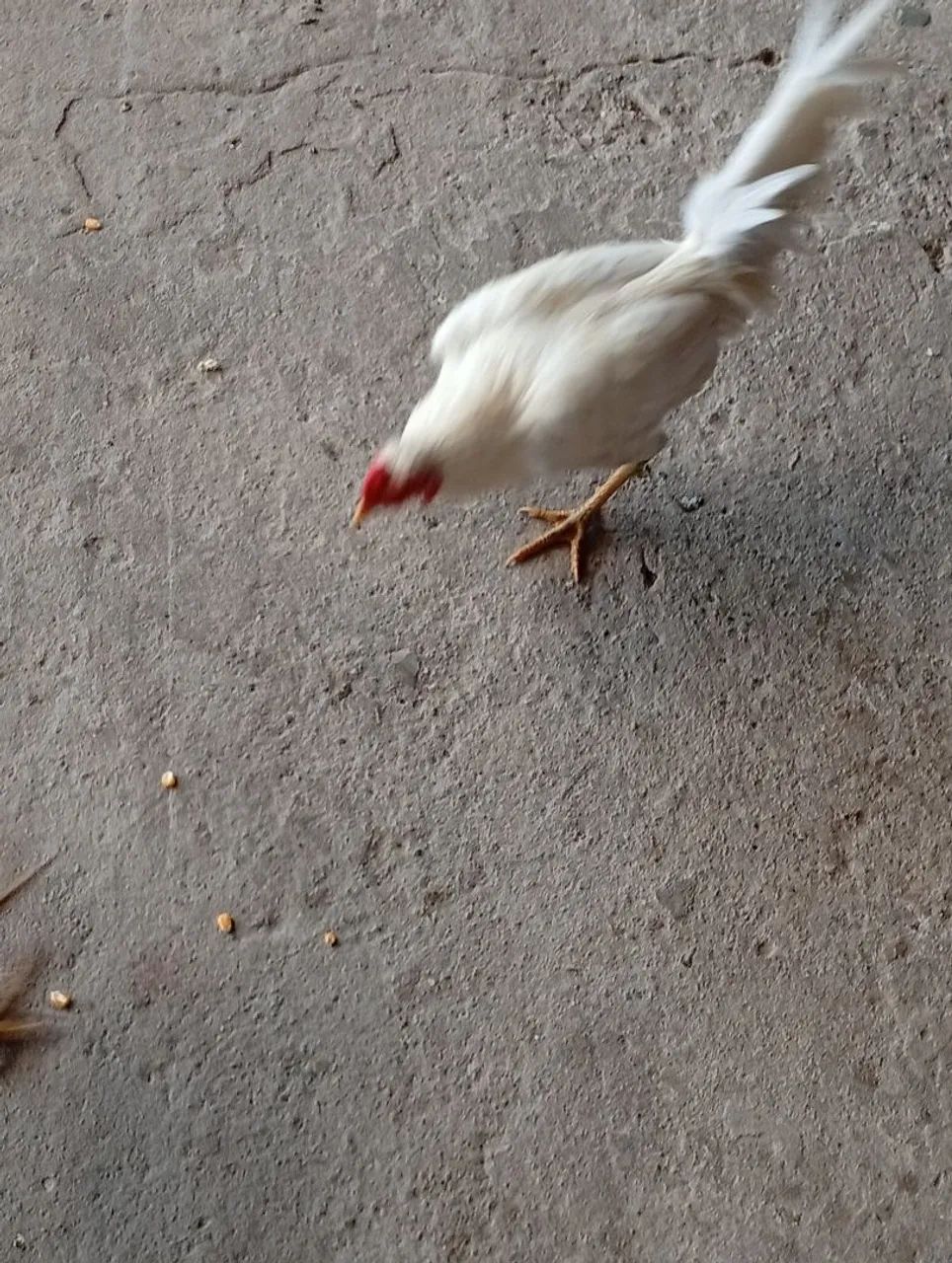 Frango  - Foto 4