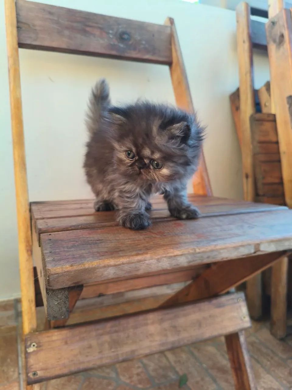 Persa TopShow - Fêmea Cor Black Smoked - Foto 3