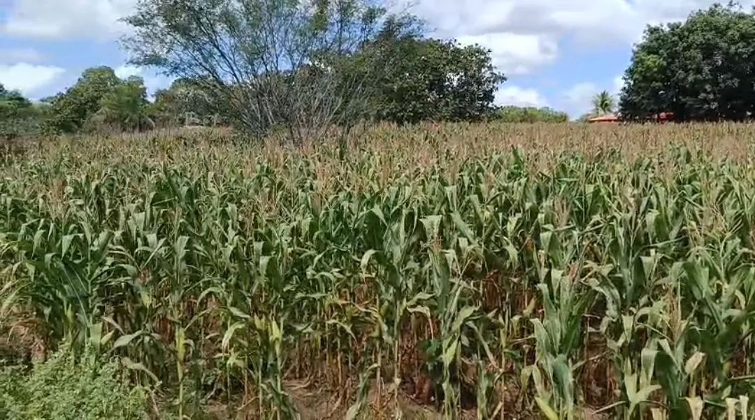 Vendo 12 mil m² de Milho  - 4 hectares/tarefas - Foto 4