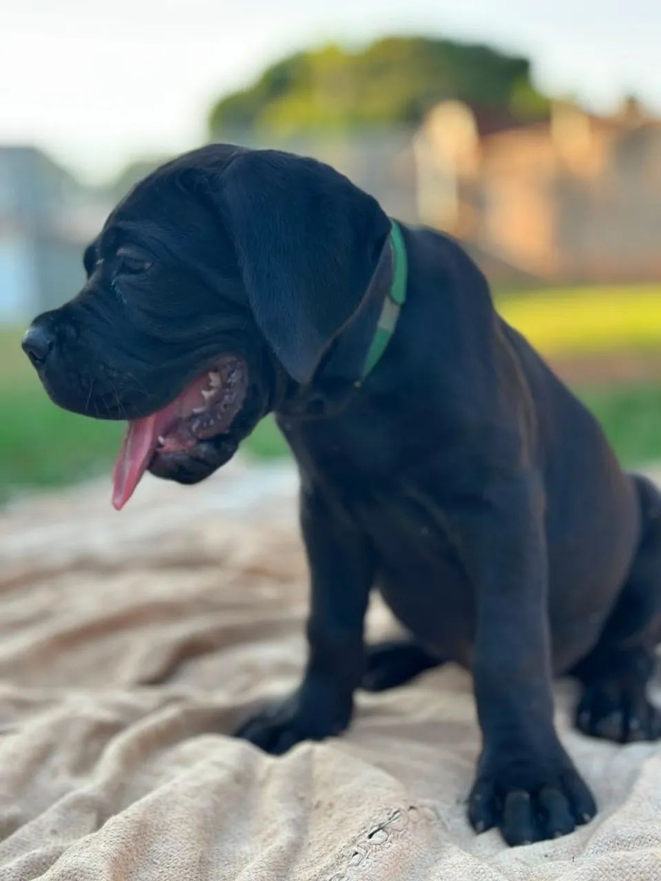 Filhotes de Cane Corso  - Foto 2