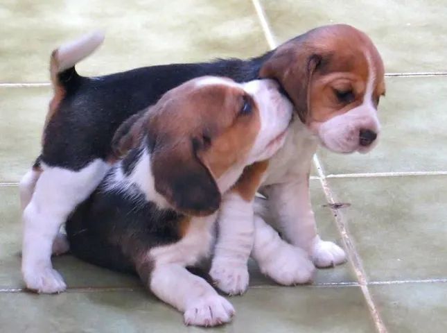 beagles 53 dias com pedigree