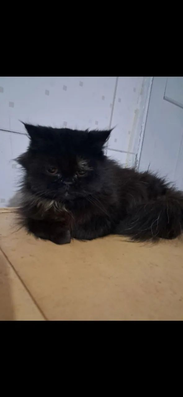 Gata Persa Preta  - Foto 4
