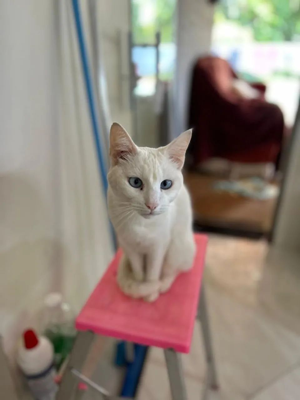 Gato branquinho 