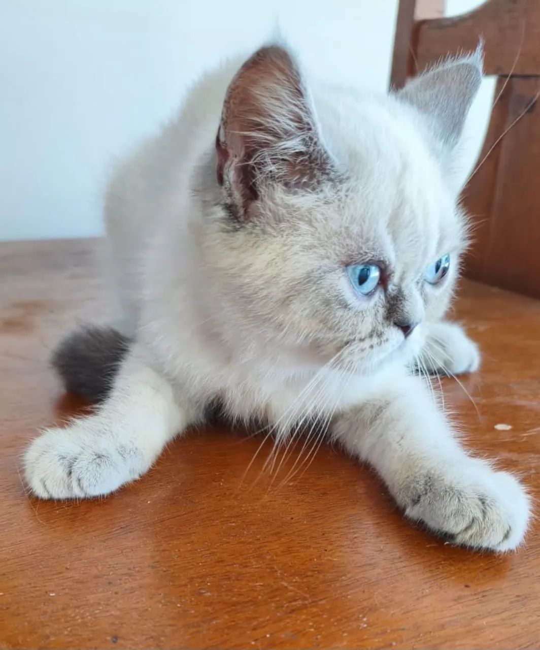 Machinho persa exótico  - Foto 3