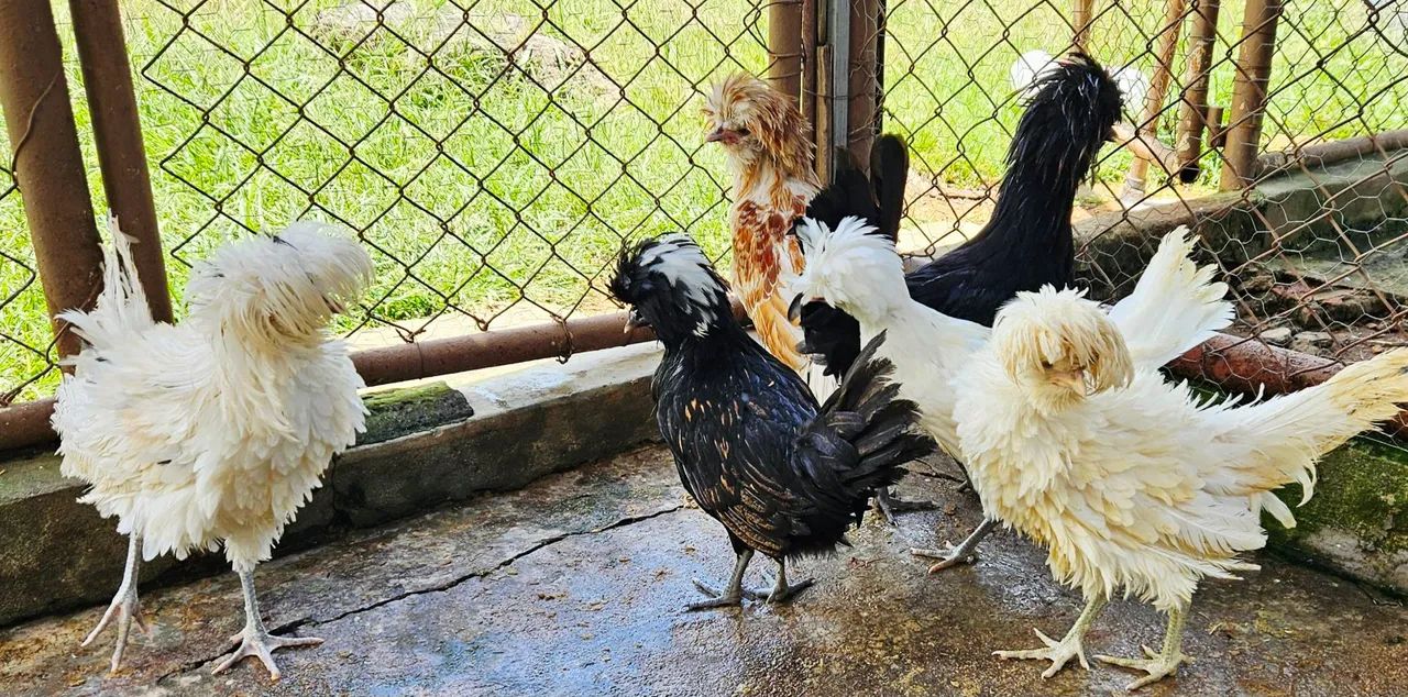 Franga e Frango Polonesa - Foto 2