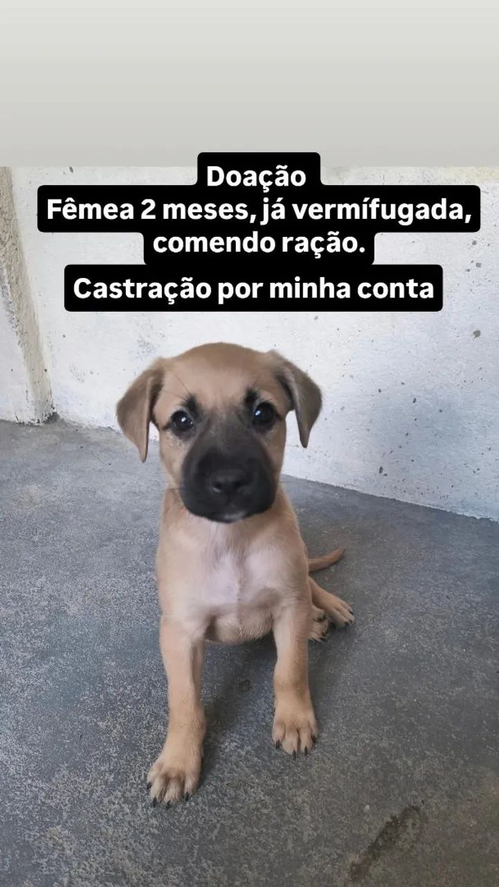 Doação 