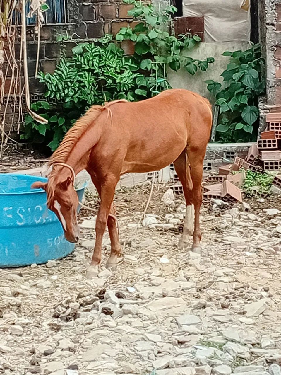 Porda linda e bem novinha macha picada de nascença  - Foto 5