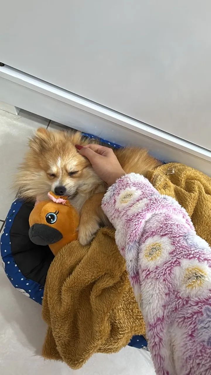 Vendo cachorro Spitz alemão  - Foto 2