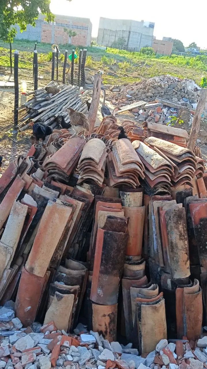 Vendo ripas, caibos e 3.000 telhas antigas 