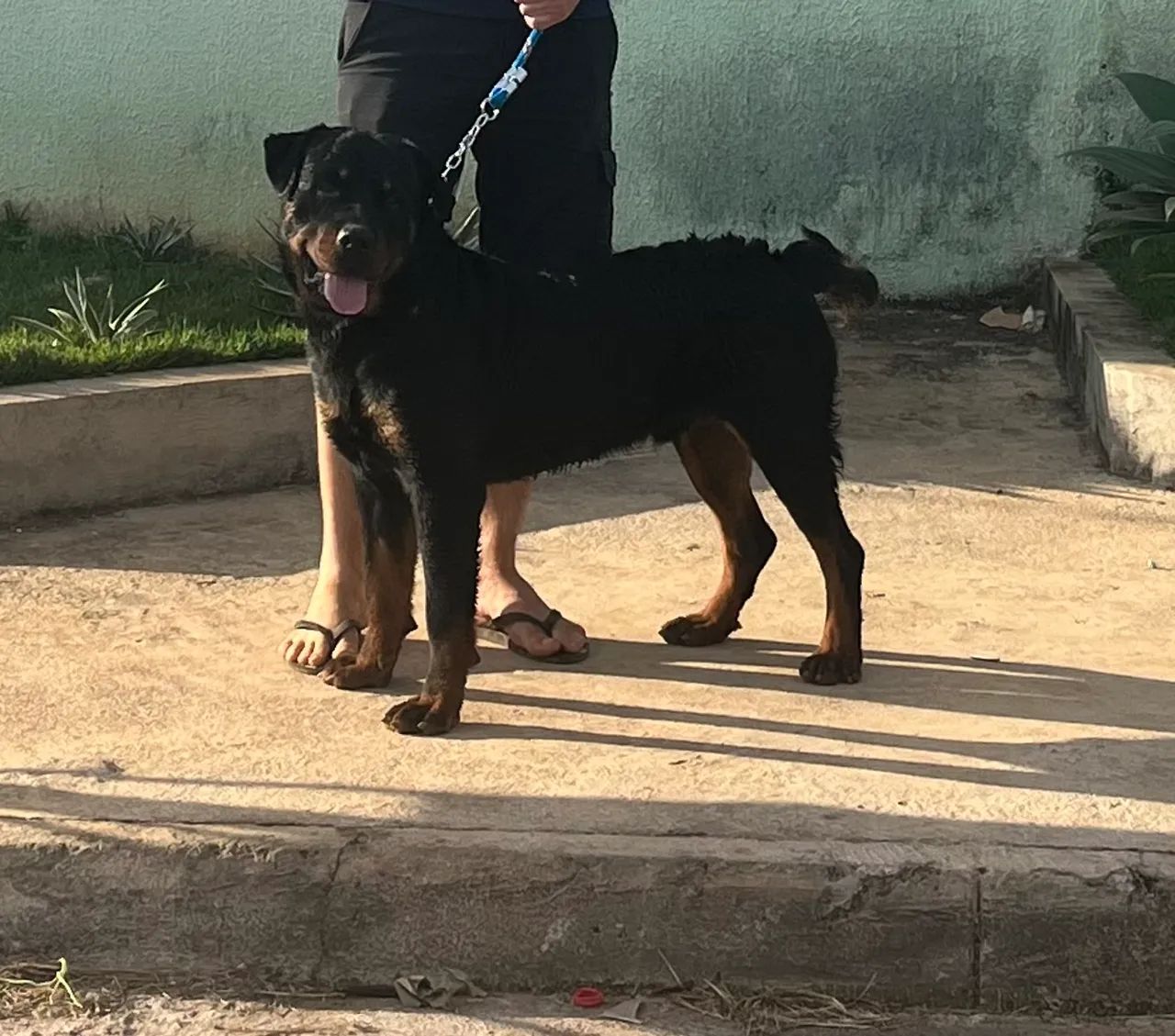 Rottweiler - Foto 3